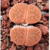 C005A - Seed